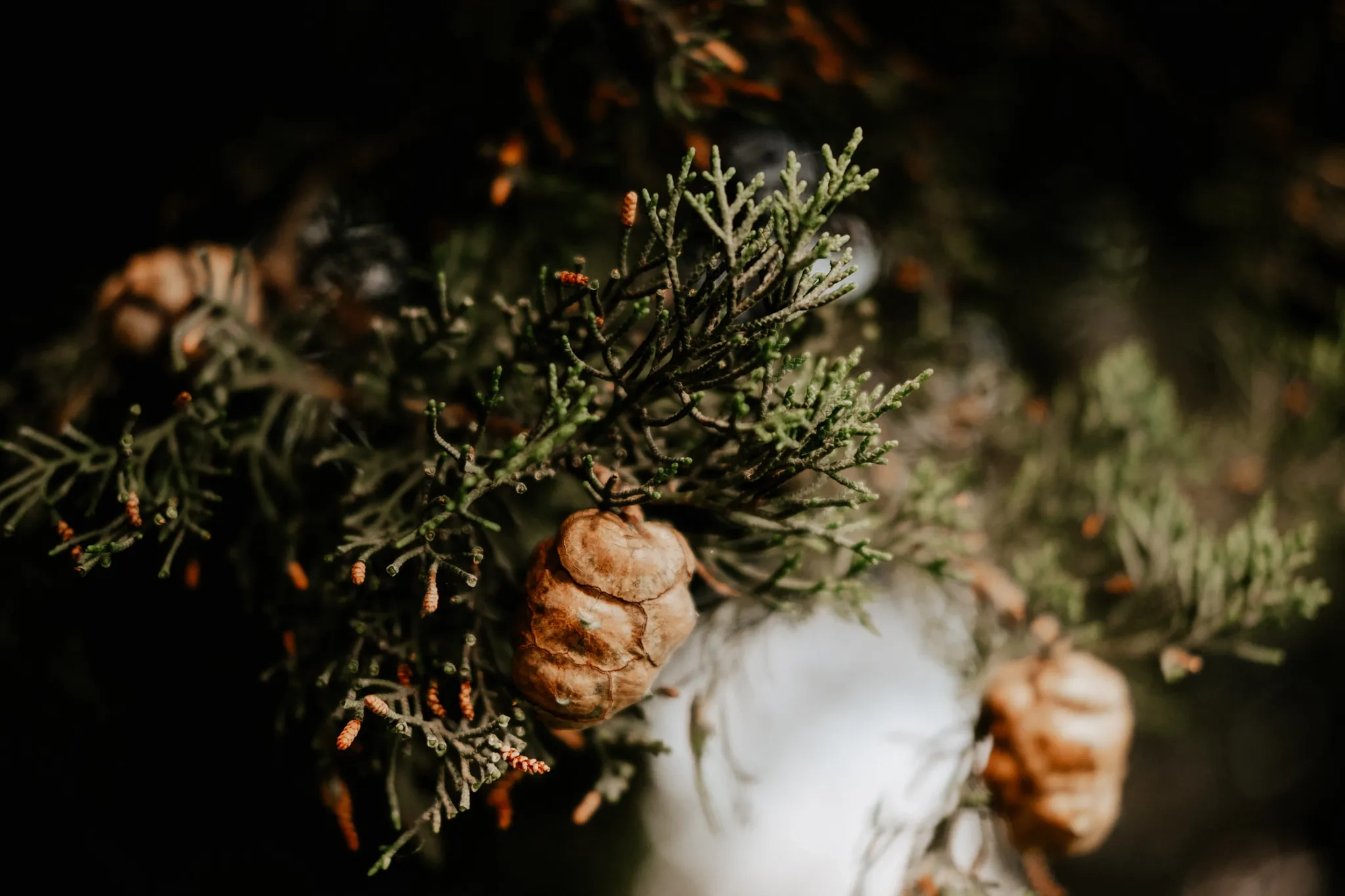Wedding in Volterra, Tuscany Villa - Portraits