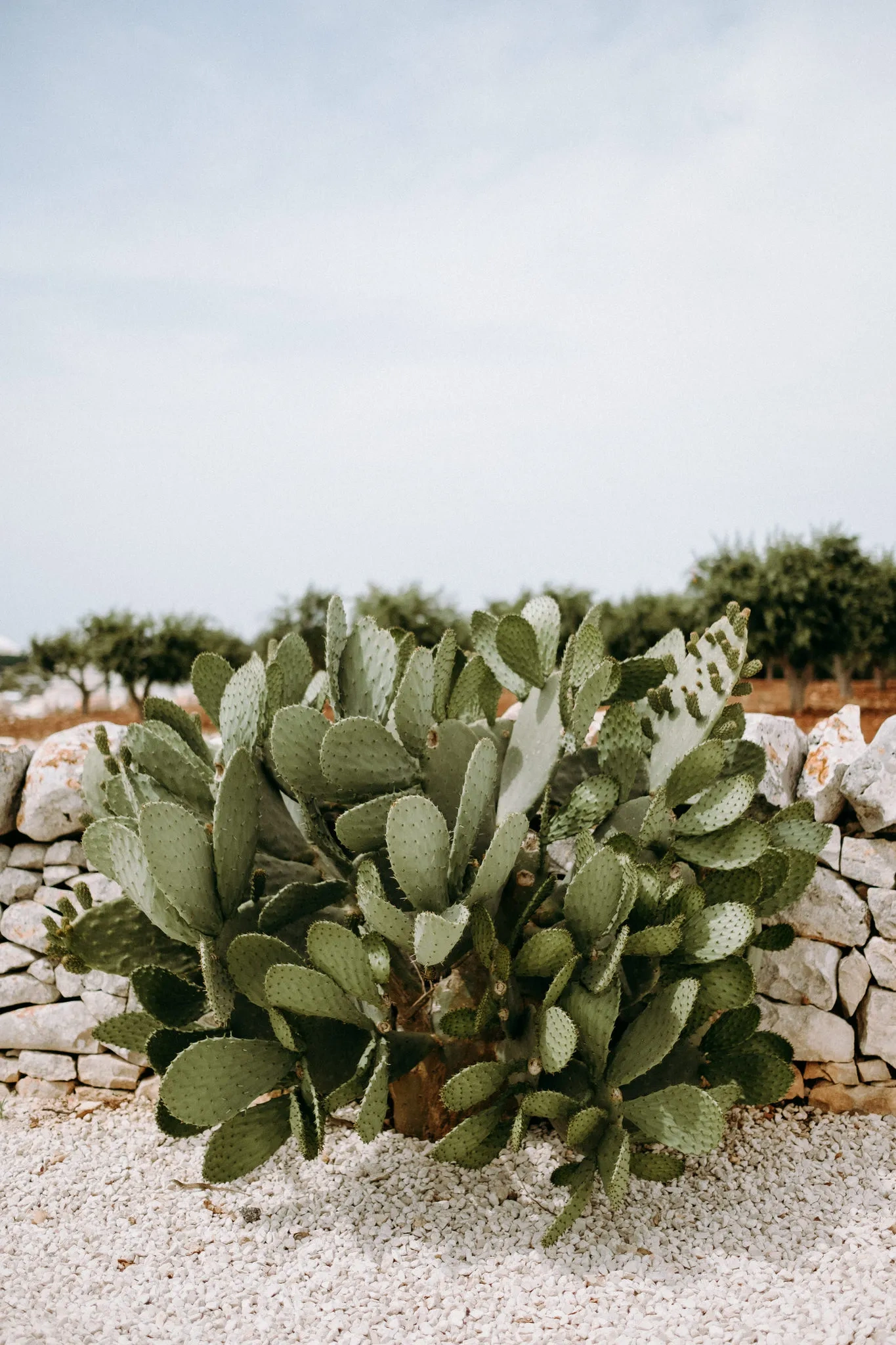 Intro - Wedding in Apulia, Italy - 35mm